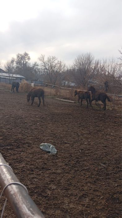 1.5 жасар тайлар аска согымга семиз