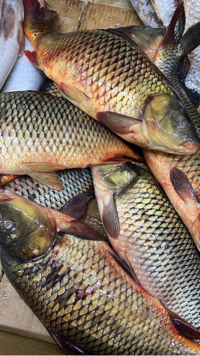 Рыба рыба свежая