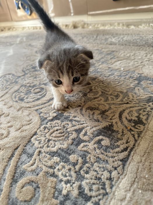 Котята  2 месяца