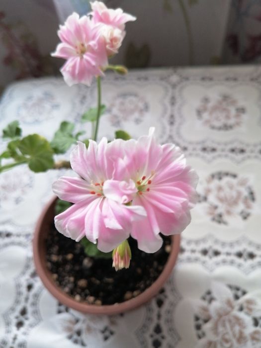 Продам пеларгонию