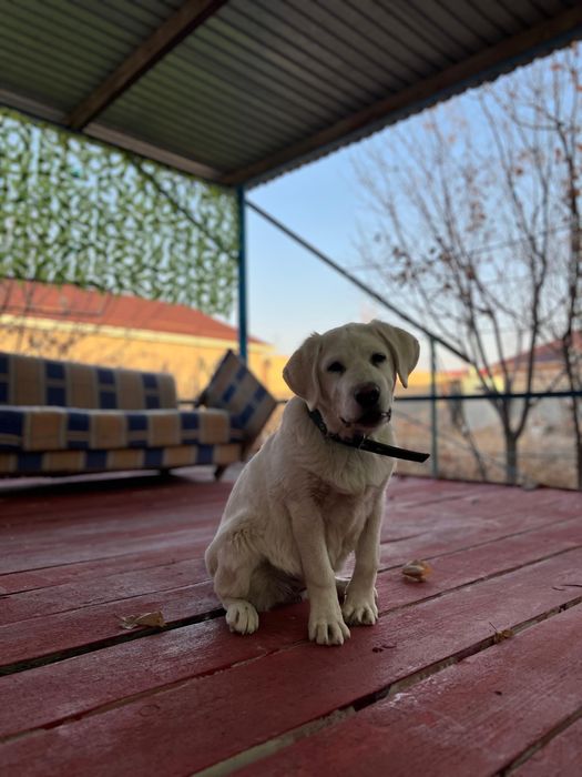 Лабрадор чистокровная девочка