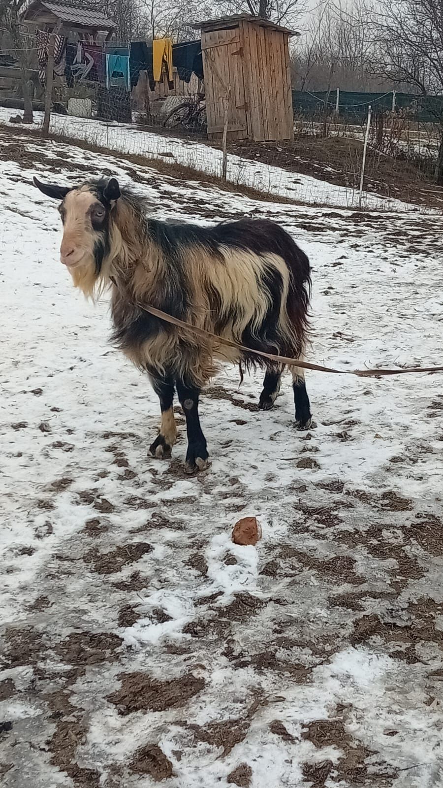 Vând țap cu ispite mari