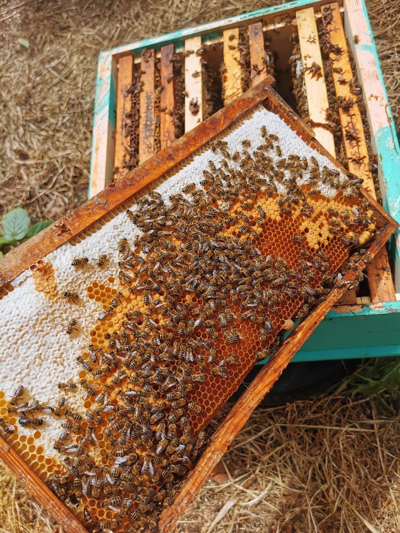 Малки пчелни семейства на 4 рамки