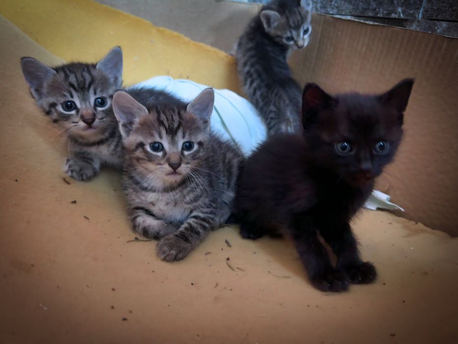 Подарявам котенца