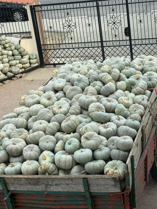 Dovleci dovleci dovleci