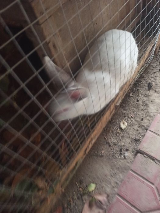 Продаю кролики 2 самца.и 1 самка..