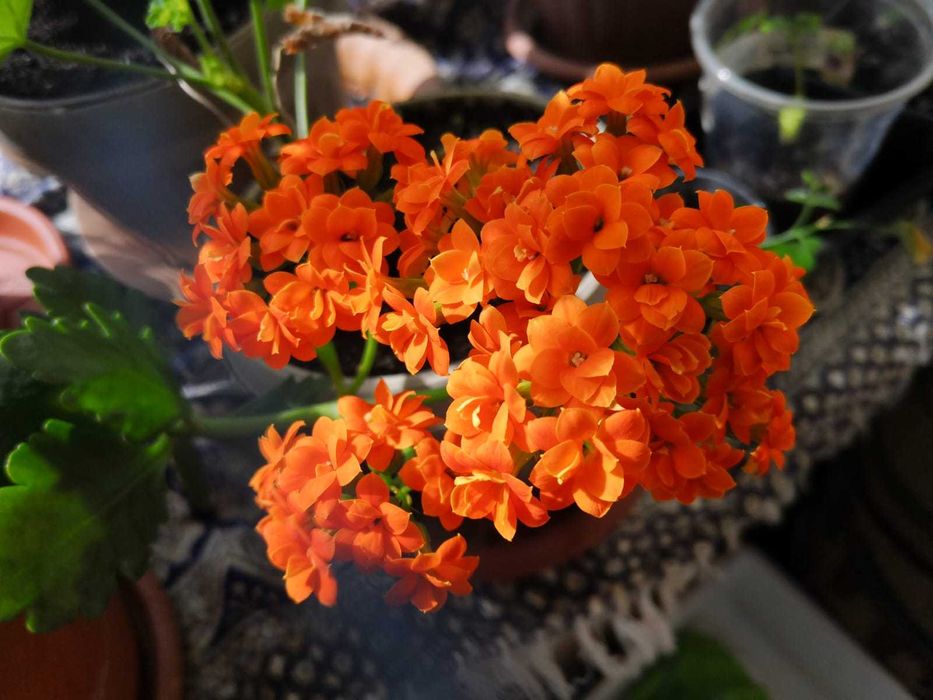 Черенки каланхое оранжевого цвета