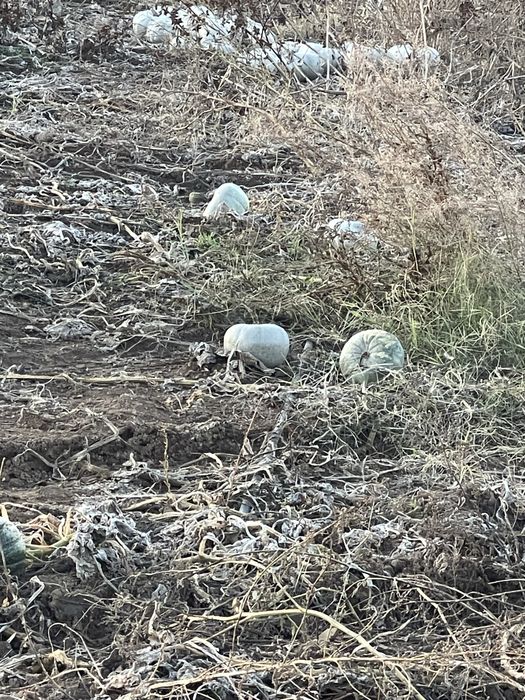 Тиква храна за животни-рогат добитък