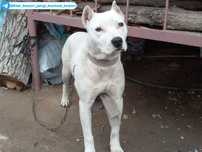 Argentina dogosi