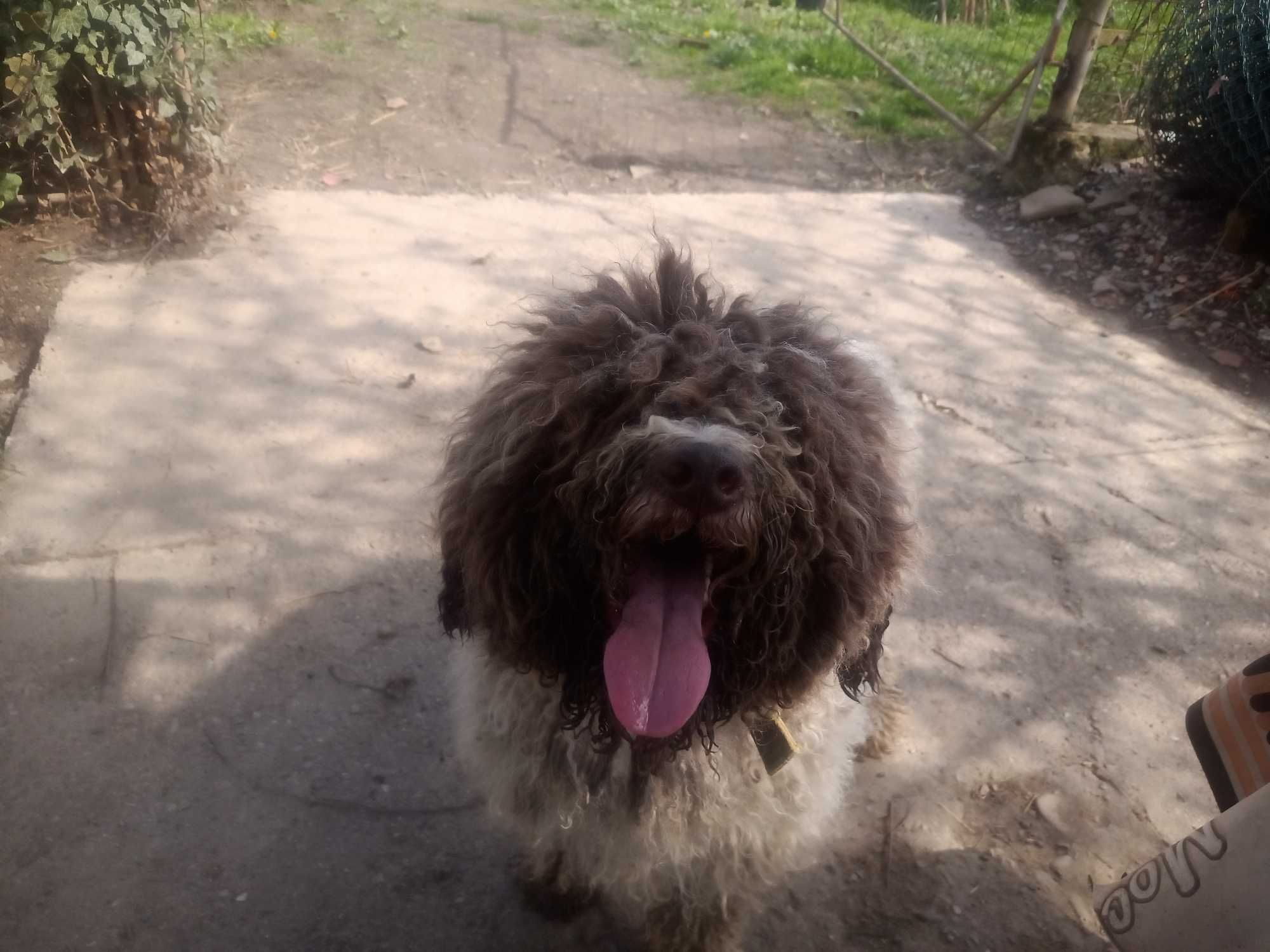 Dresaj canin de trufe