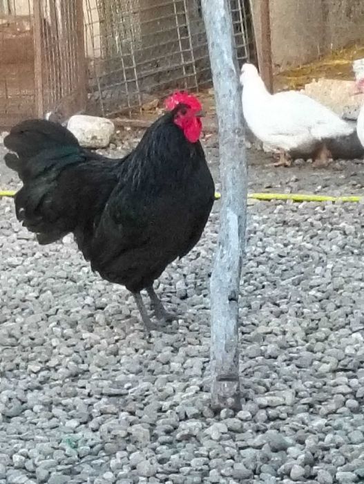 Vând sau schimb cocoș astralorp