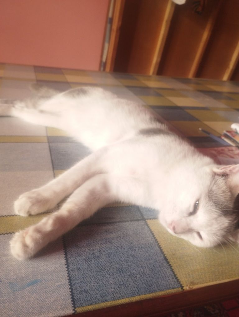 Mushuk oq va kul rang aralash