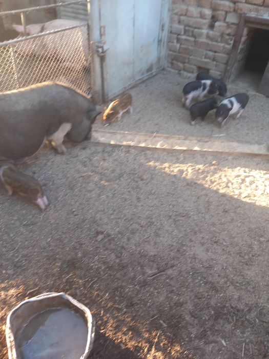 Виетнамски прасета на 3 месеца