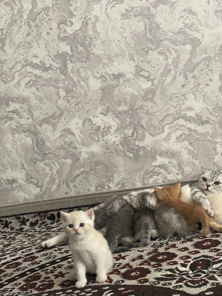 Продаються милые котята
