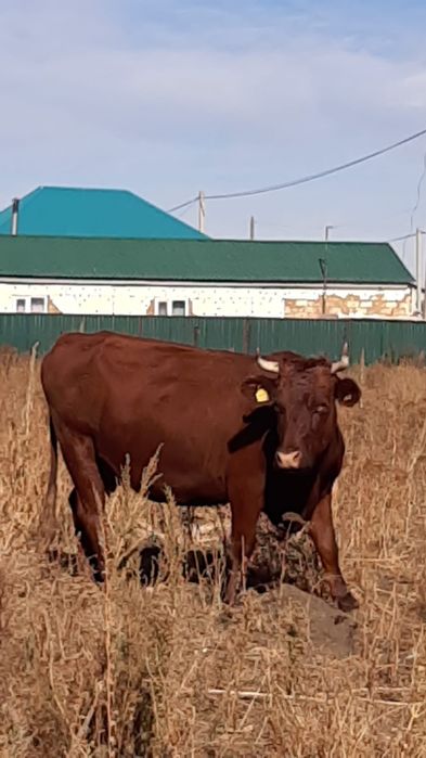 Продам коров 5 лет и 2.5  года