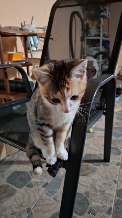 Adoptie pisicei, 2 femele calico