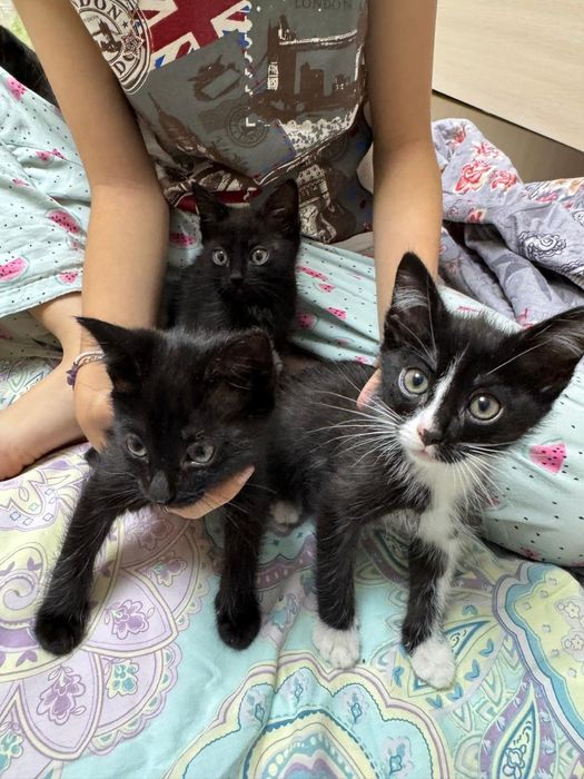 Отдам котят в добрые руки