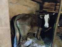 Vacă de vânzare Botiza