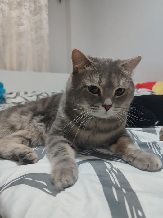 Отдам даром Короткошерсткого Британца