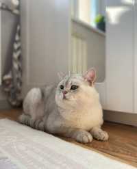 Вязка шиеарного кота, шиншида серебро британец опытный