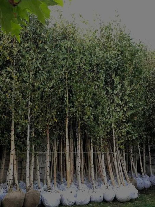 Carpen, Arțar la Balot | Garanție Prindere & Calitate Extra