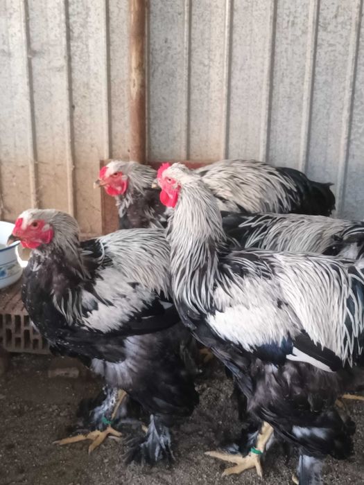 Brahma si cochinchina cocosi