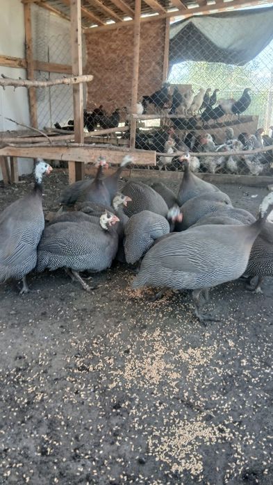 Bibilici de vânzare