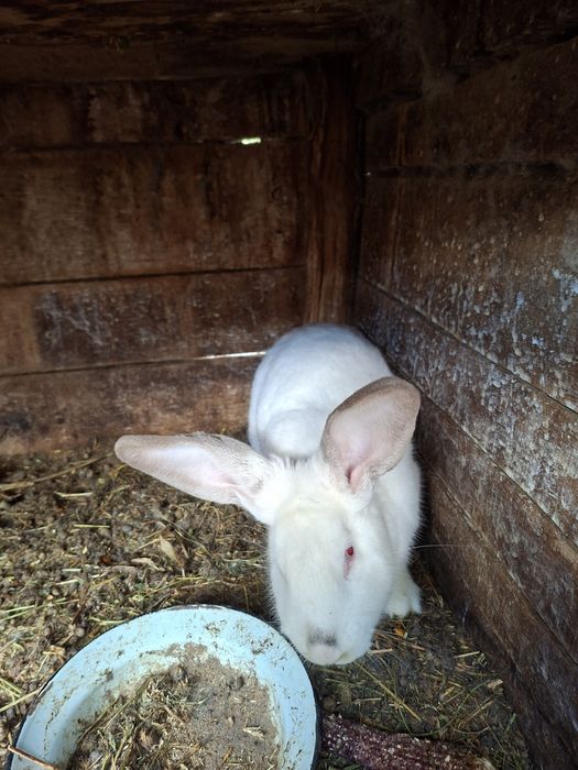 Продавам зайци различна възраст и породи