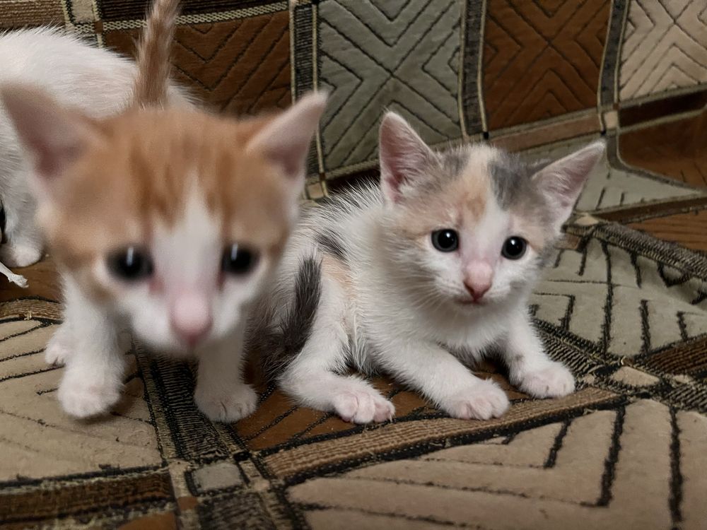 Отдам котят даром