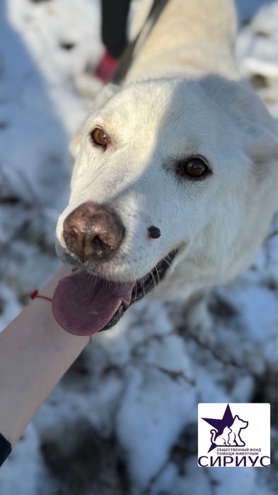 Белый ищет дом!!!