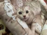 Кота в добрые руки