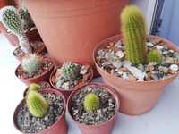 Cactusi la ghiveci