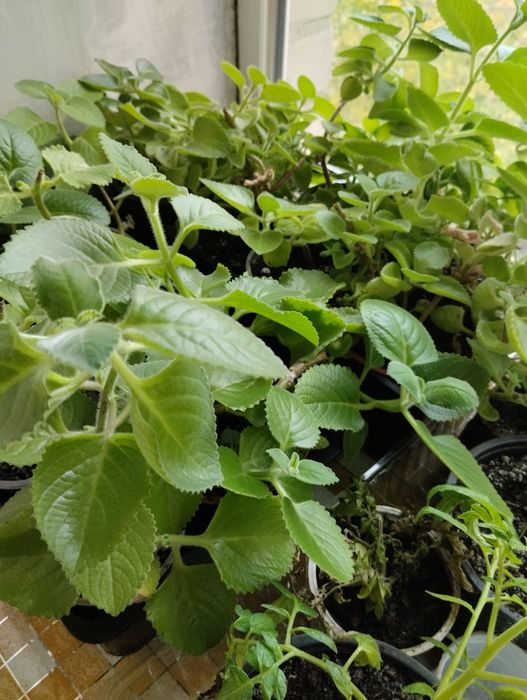 Продам мяту для выращивания на подоконнике (плектрантус)