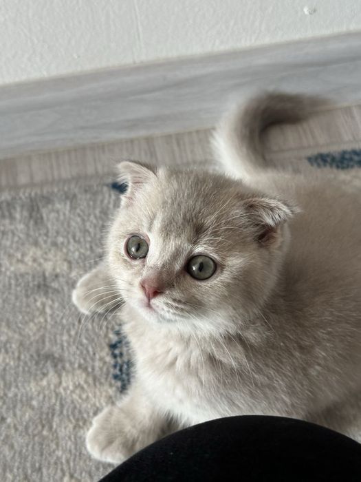 Скотиш фолд срочно продаётся + лоток