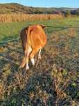 Vaca gestanta 6 luni