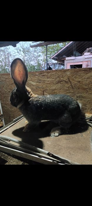 Iepuri Uriaș german