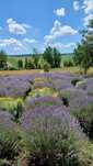 Vand tufe de lavanda