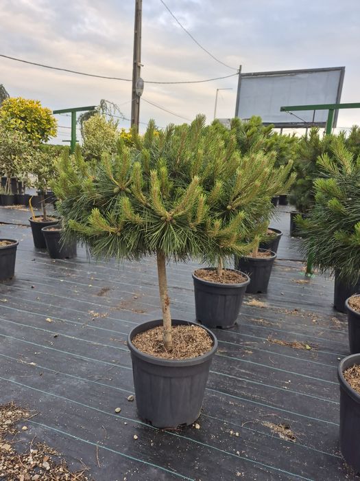 Tuia spirala Pon pon Eunimus