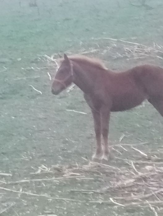Iapă  cu mînză de 6 luni Berlești Gorj