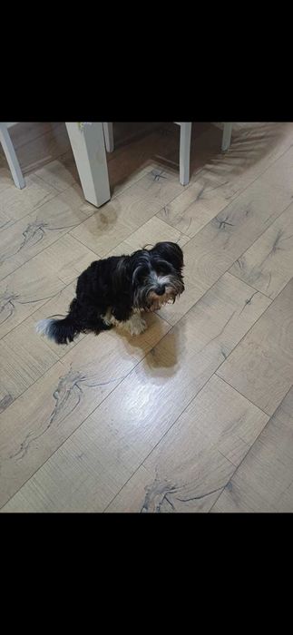 Продава се Бивер йорки