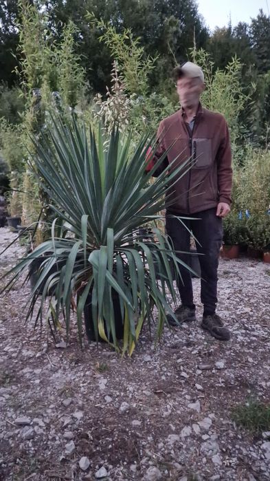 Plante ornamentale de  orice fel de specie