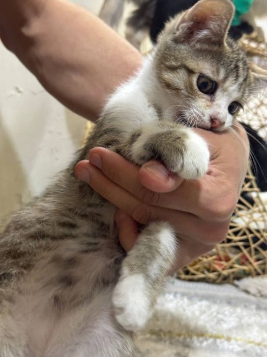 Котёнок мальчик даром