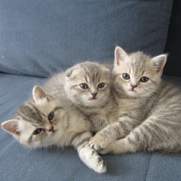 Шотландские Котята