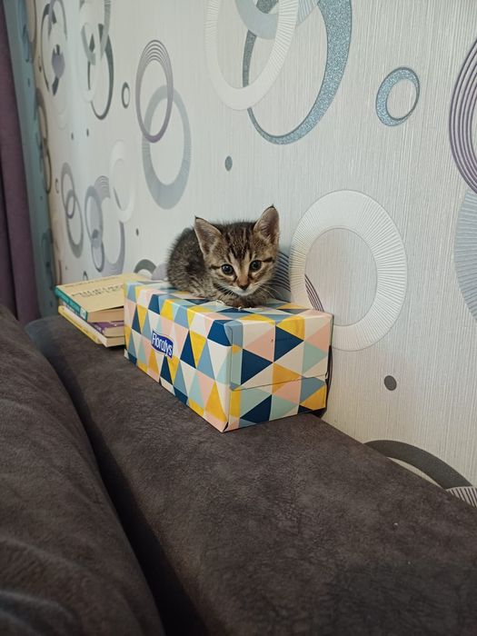 Adoptie pisicuta 7 luni, sterilizata, vaccinta, carnet de sanatate