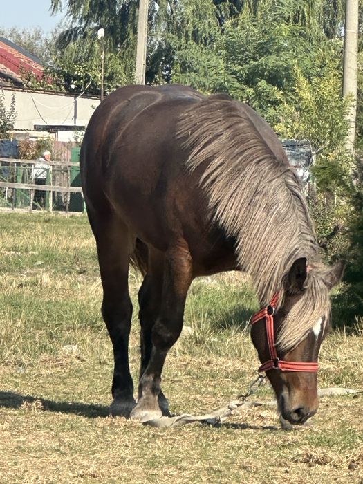 Mânza de 2,5 ani 172 inaltime