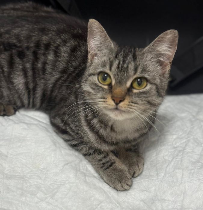 Замечательная кошечка  ищет семью!