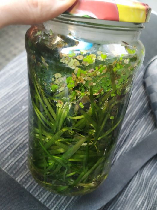 Срочно растение для аквариума продам