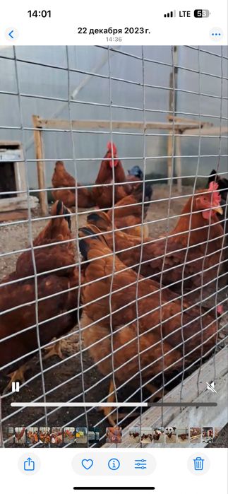 Тухум Tuxum дамашни тухум истемолга сотилади