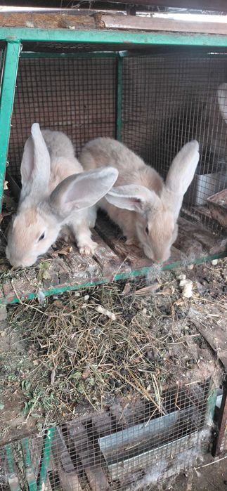 Домашнии кролики