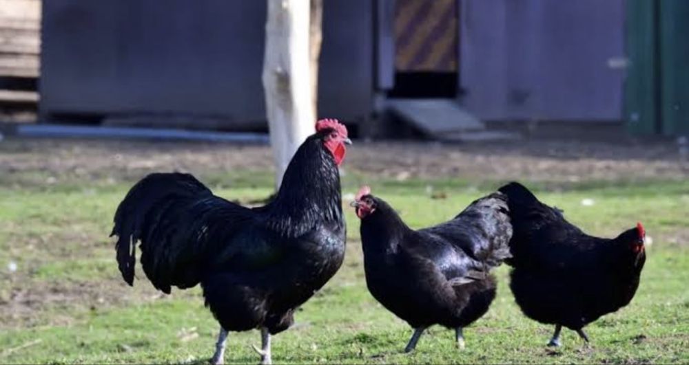 Oua Australorp Australop negru